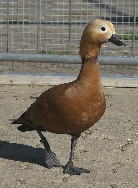 们的欧冠传